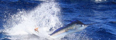 True Blue Fishing Charters - Gold Coast Attractions 6