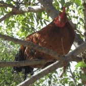 Perth City Farm Organic Markets - Gold Coast Attractions 3