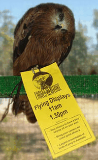 Eagles Heritage Raptor Wildlife Centre - Gold Coast Attractions 1