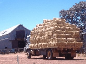 Avondale Discovery Farm - Gold Coast Attractions 1