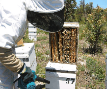 The House of Honey - Gold Coast Attractions