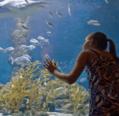 The Aquarium of Western Australia - Gold Coast Attractions