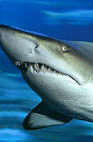 The Aquarium Of Western Australia - Gold Coast Attractions 2