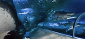 The Aquarium Of Western Australia - Gold Coast Attractions 3