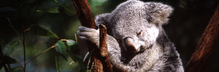 Koala and River Cruise by Mirimar Cruises - Gold Coast Attractions