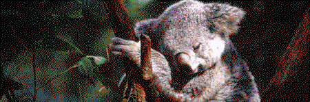 Koala And River Cruise By Mirimar Cruises - Gold Coast Attractions 0