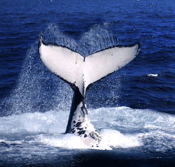 Brisbane Whale Watching - Gold Coast Attractions