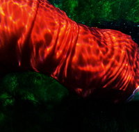 Dark Horse Experiment - Gold Coast Attractions