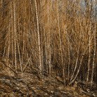 Dark Horse Experiment - Gold Coast Attractions 1