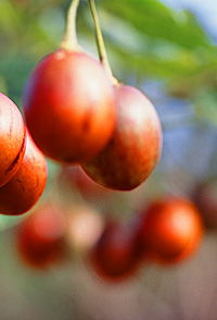 Tropical Fruit World - Gold Coast Attractions 0