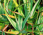 Tropical Fruit World - Gold Coast Attractions 1