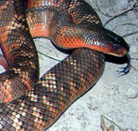Armadale Reptile  Wildlife Centre - Gold Coast Attractions