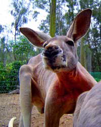 Birdland Animal Park - Gold Coast Attractions 3