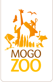 Mogo Zoo - Gold Coast Attractions