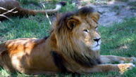 Mogo Zoo - Gold Coast Attractions 1