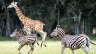 Mogo Zoo - Gold Coast Attractions 2