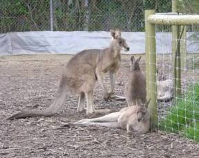 Eurack VIC Gold Coast Attractions