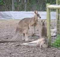 Jirrahlinga Koala  Wildlife Sanctuary - Gold Coast Attractions
