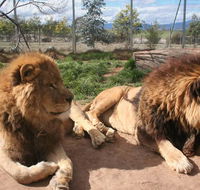 Mansfield Zoo - Gold Coast Attractions