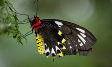 Melbourne Zoo - Gold Coast Attractions 2