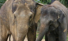 Melbourne Zoo - Gold Coast Attractions 3