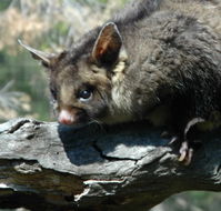 Moonlit Sanctuary Wildlife Conservation Park - Gold Coast Attractions