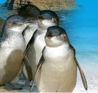 Phillip Island Penguin Parade - Gold Coast Attractions