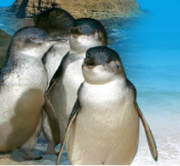 Phillip Island Penguin Parade - Gold Coast Attractions 0