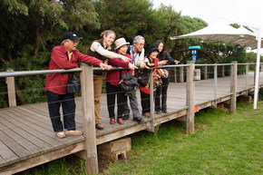Phillip Island Penguin Parade - Gold Coast Attractions 1