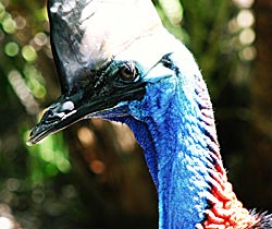 Alma Park Zoo - Gold Coast Attractions 0