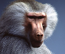 Alma Park Zoo - Gold Coast Attractions 1