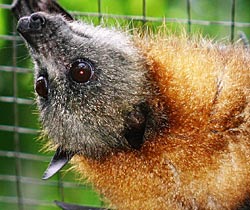 Alma Park Zoo - Gold Coast Attractions 2