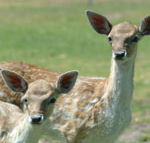 Marapana Wildlife Park - Gold Coast Attractions