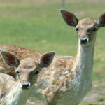 Marapana Wildlife Park - Gold Coast Attractions 0