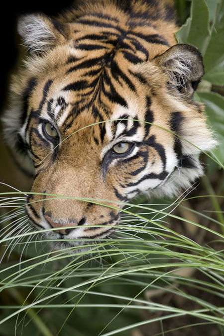 Adelaide Zoo - Gold Coast Attractions 1