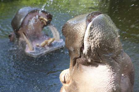 Adelaide Zoo - Gold Coast Attractions 2