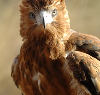 Alice Springs Desert Park - Gold Coast Attractions