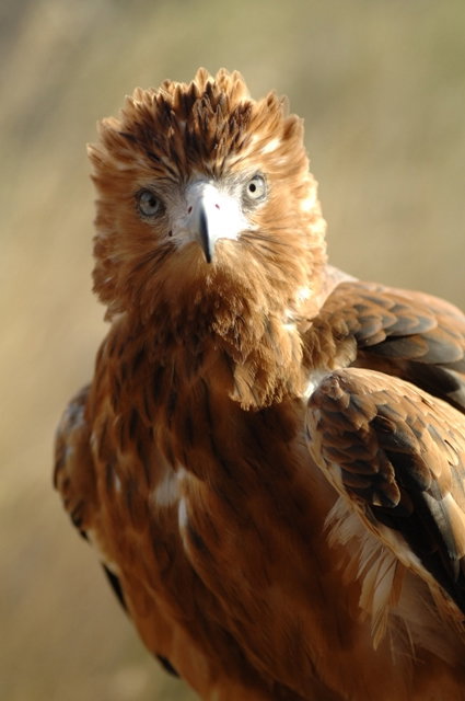 Alice Springs Desert Park - Gold Coast Attractions 0