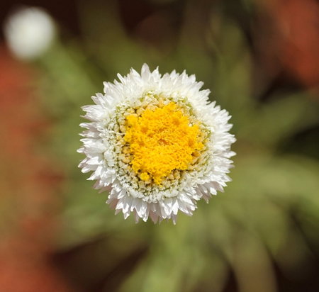 Alice Springs Desert Park - Gold Coast Attractions 1