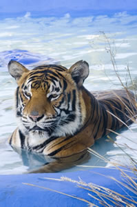  Gold Coast Attractions