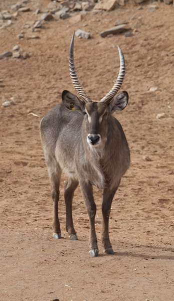 Monarto Zoo - Gold Coast Attractions 1