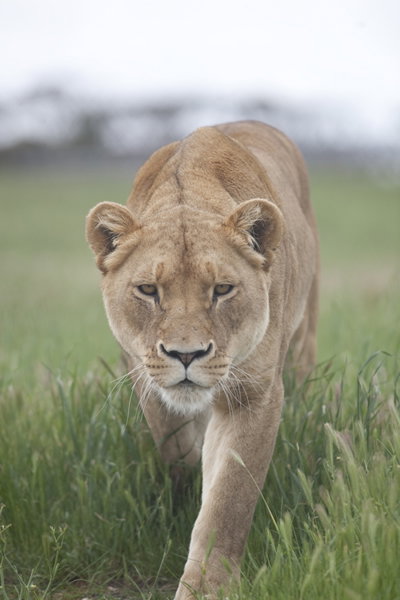 Monarto Zoo - Gold Coast Attractions 2