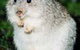 Warrawong Wildlife Park - thumb 1