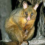 Warrawong Wildlife Park - Gold Coast Attractions 2