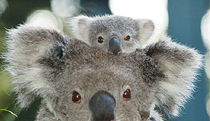 Flynns Beach ACT Gold Coast Attractions