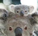 Billabong Koala and Wildlife Park - Gold Coast Attractions