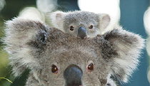 Billabong Koala And Wildlife Park - Gold Coast Attractions 0