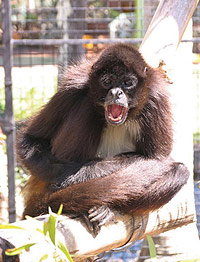 Billabong Koala And Wildlife Park - Gold Coast Attractions 1