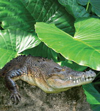 Billabong Koala And Wildlife Park - Gold Coast Attractions 2