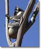 OZe Wildlife - Gold Coast Attractions 2